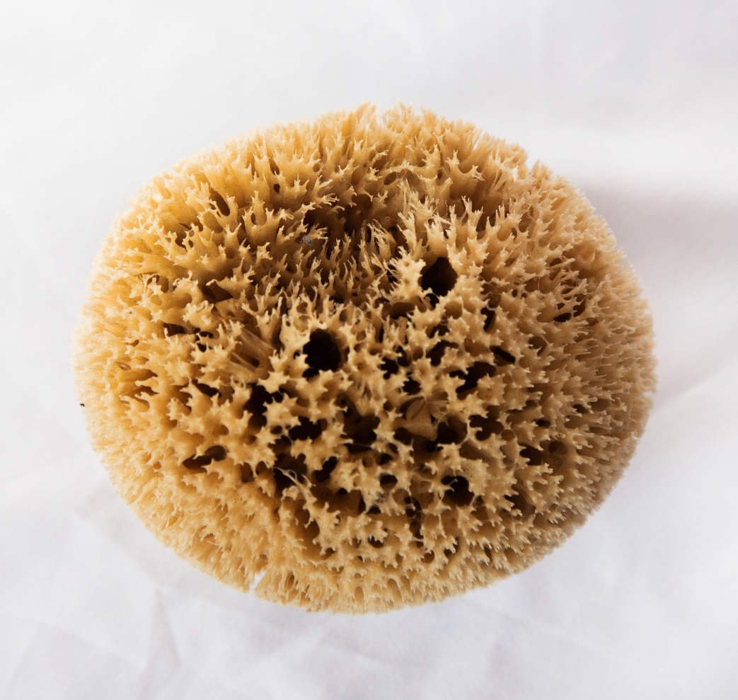 Esponja Baño Marina, Honey Comb